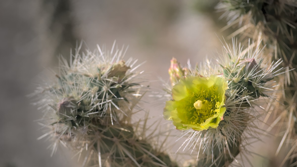 Golden Cholla (Cylindropuntia echinocarpa) - PlantNative.org Golden cholla (Cylindropuntia echinocarpa) flower, pale yellow-green with a bright yellow center, surrounded by dense white spines