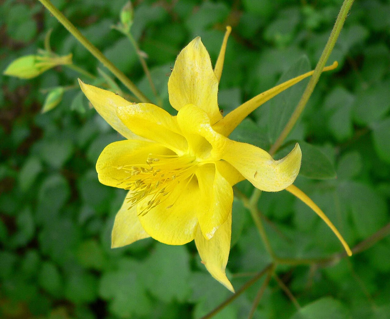 Close-up of a golden columbine flower showing yellow petals, long curved spurs, and a central cluster of stamens