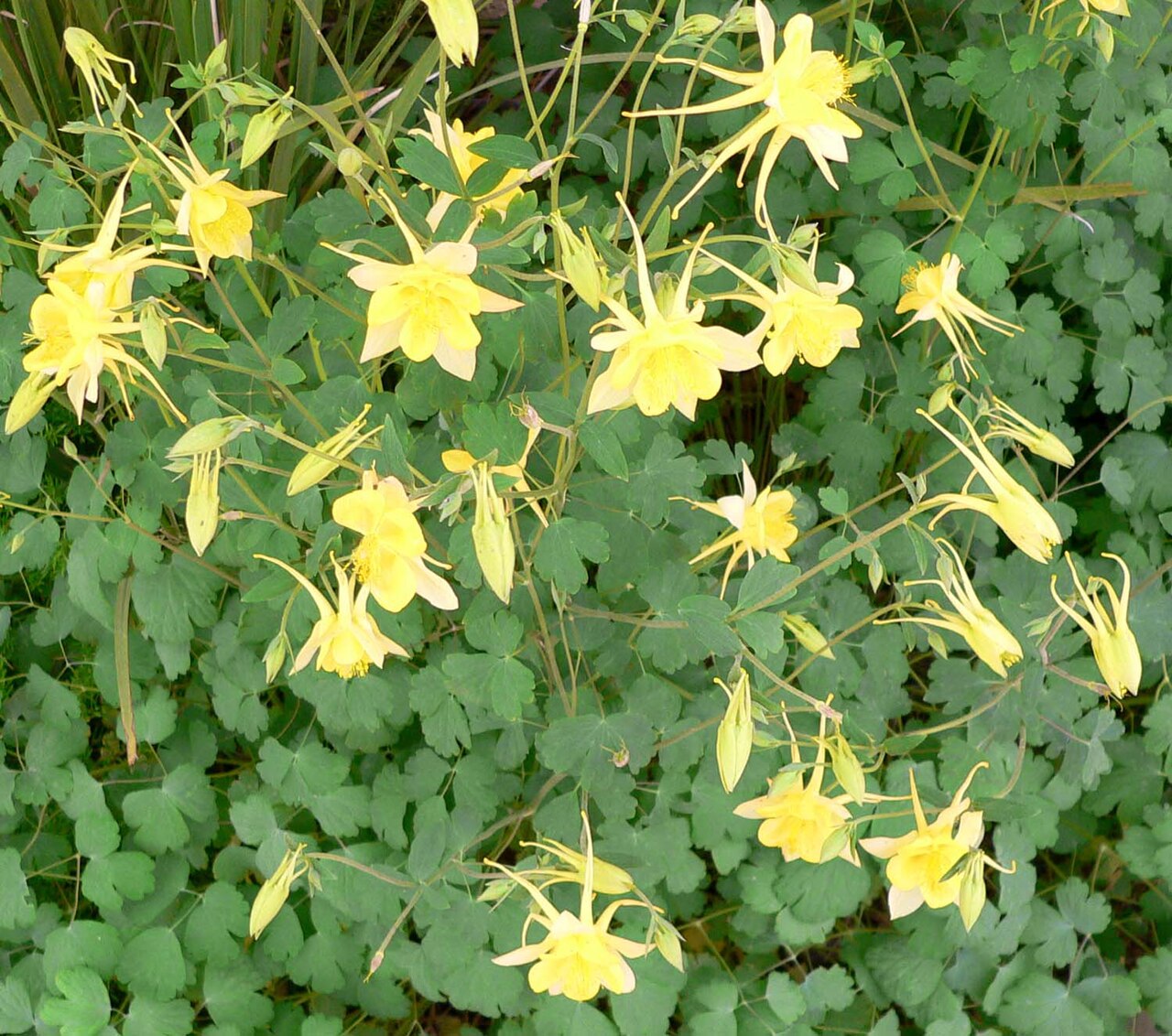 A clump of golden columbine in bloom, showing the plant's mounded habit of blue-green foliage and numerous yellow flowers