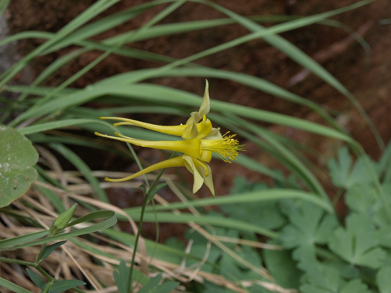 Golden columbine (Aquilegia chrysantha) flower with long yellow spurs blooming in a seep at Zion Canyon, Utah
