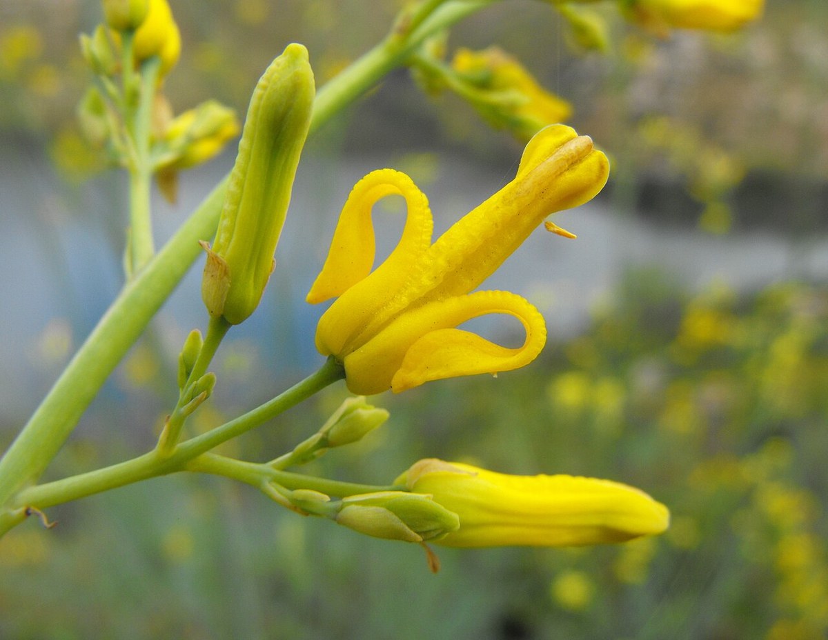 Golden eardrops (Dicentra chrysantha) cluster of bright yellow spurred flowers on a branching stem