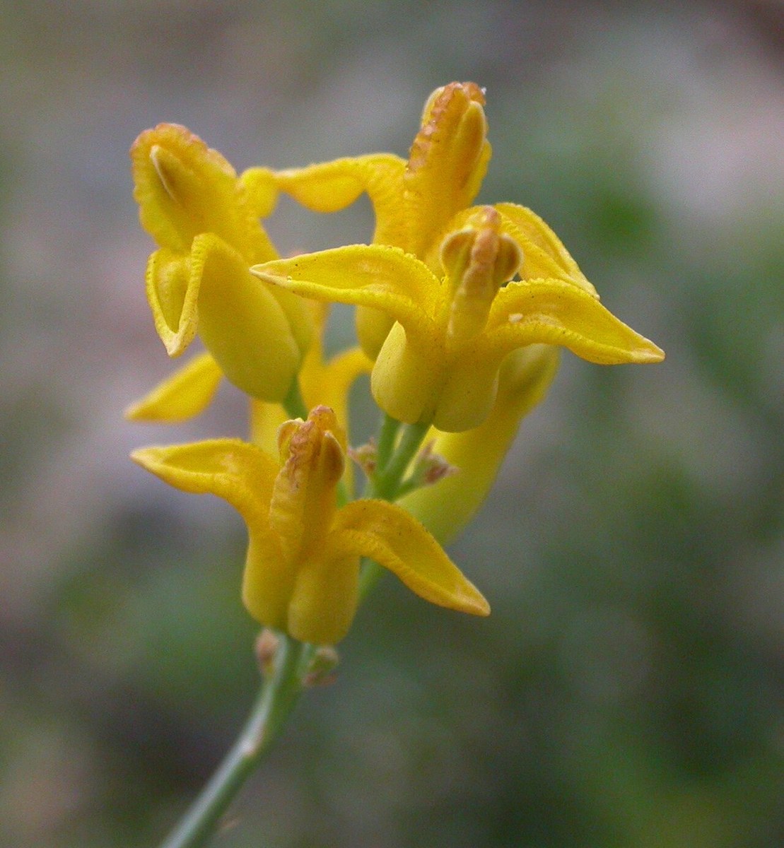 Close-up of golden eardrops (Dicentra chrysantha) flowers showing the spurred, locket-shaped petals