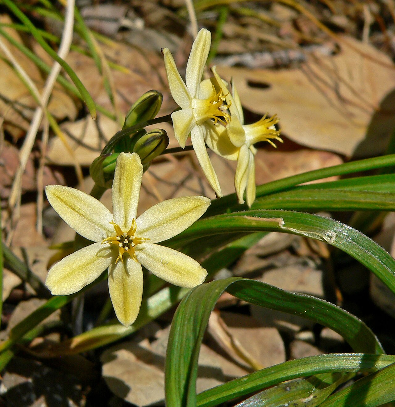 Golden Star (Triteleia ixioides) - PlantNative.org Pale yellow golden star (Triteleia ixioides) flowers growing in leaf litter in California woodland habitat