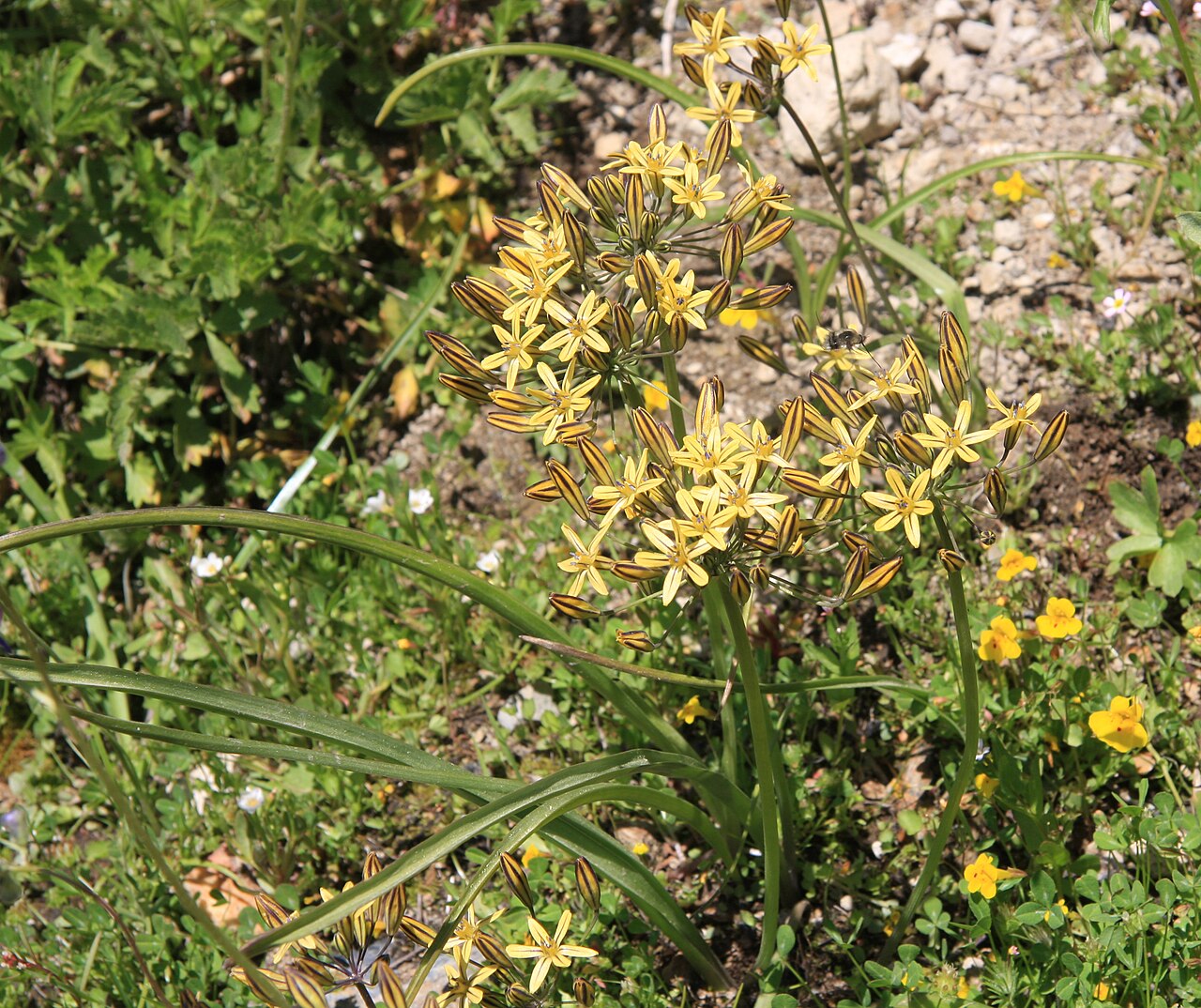 Golden Star (Triteleia ixioides) - PlantNative.org Golden star (Triteleia ixioides) cluster of yellow star-shaped flowers with dark central stripes on each petal, growing wild in California