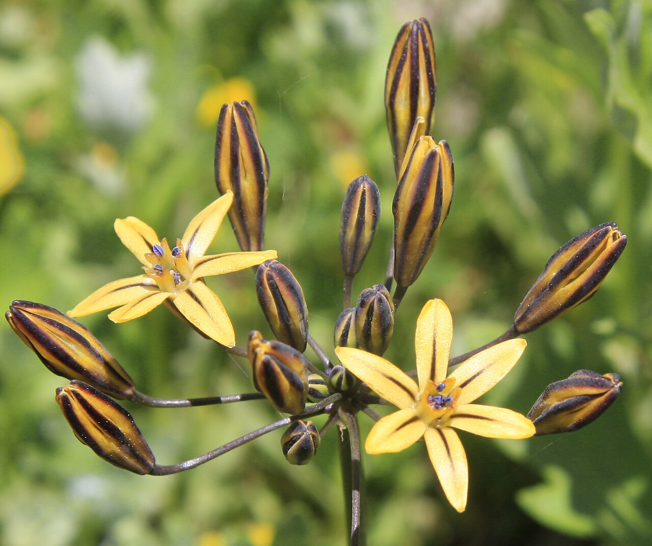 Golden Star (Triteleia ixioides) - PlantNative.org Close-up of golden star (Triteleia ixioides) flowers showing the six pointed yellow tepals each with a dark central stripe