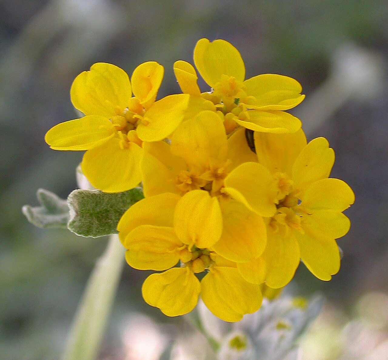 Golden Yarrow (Eriophyllum confertiflorum) - PlantNative.org Close-up of golden yarrow flower cluster showing the woolly gray-green leaf base and tightly packed yellow flower heads