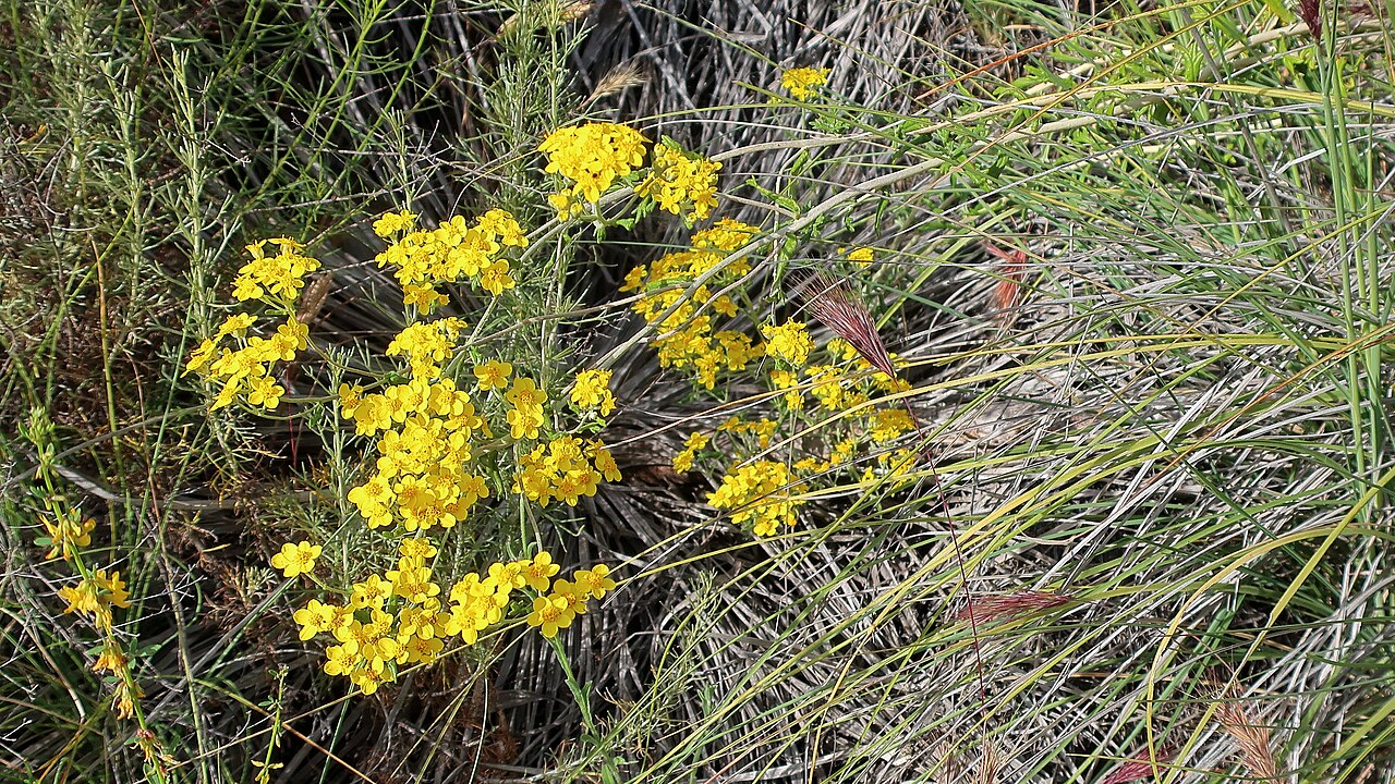 Golden Yarrow (Eriophyllum confertiflorum) - PlantNative.org Golden yarrow growing among native grasses and chaparral shrubs on a California hillside trail