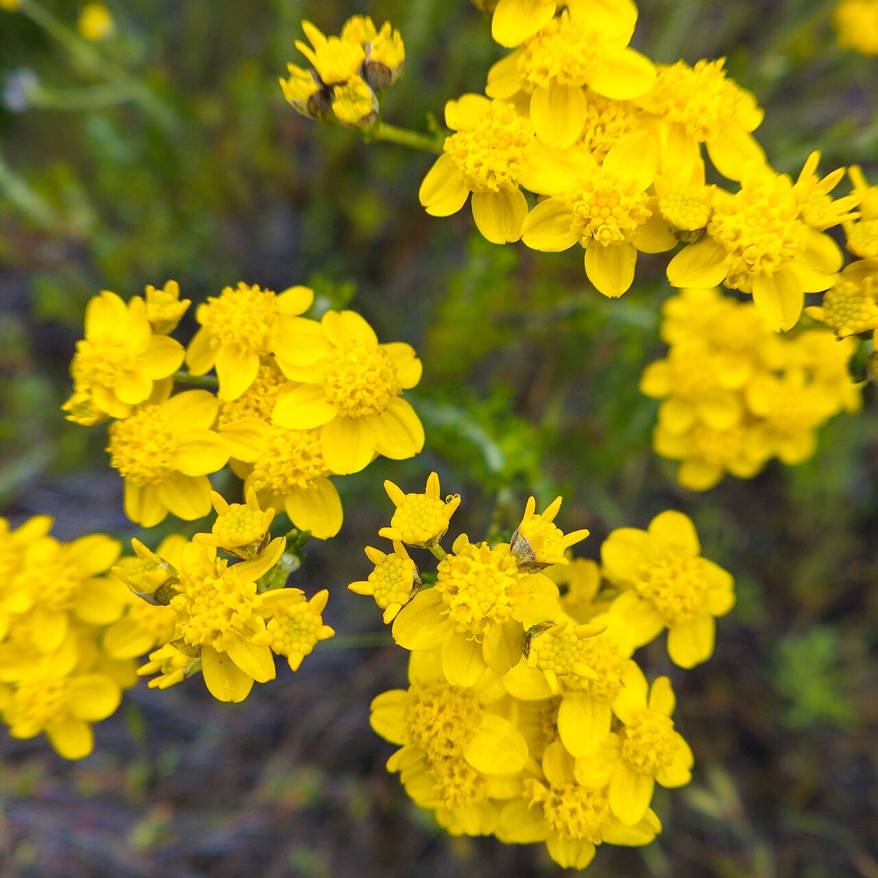 Golden Yarrow (Eriophyllum confertiflorum) - PlantNative.org Clusters of bright golden yarrow (Eriophyllum confertiflorum) flower heads blooming densely on a shrub