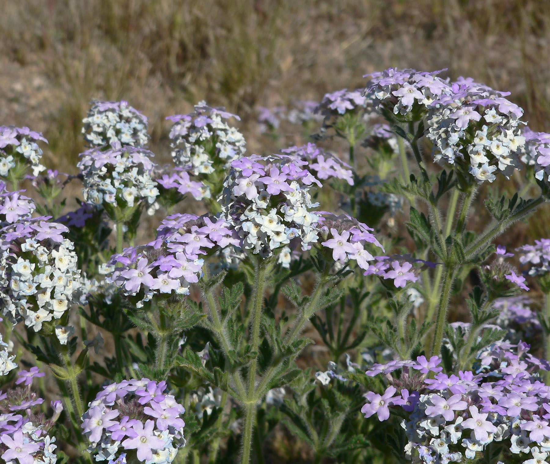 Goodding's Verbena (Glandularia gooddingii) - PlantNative.org Close-up of Goodding's verbena (Glandularia gooddingii) showing lavender-purple flower clusters and finely divided, toothed leaves