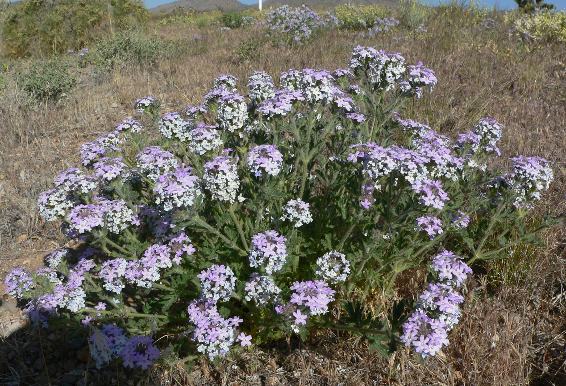 Goodding's Verbena (Glandularia gooddingii) - PlantNative.org A full mound of Goodding's verbena (Glandularia gooddingii) blooming on a dry hillside in its native desert habitat