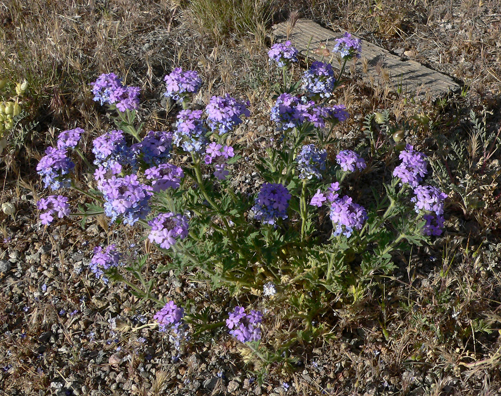 Goodding's Verbena (Glandularia gooddingii) - PlantNative.org Goodding's verbena (Glandularia gooddingii) mound of purple flower clusters growing wild among desert gravel and dry grass