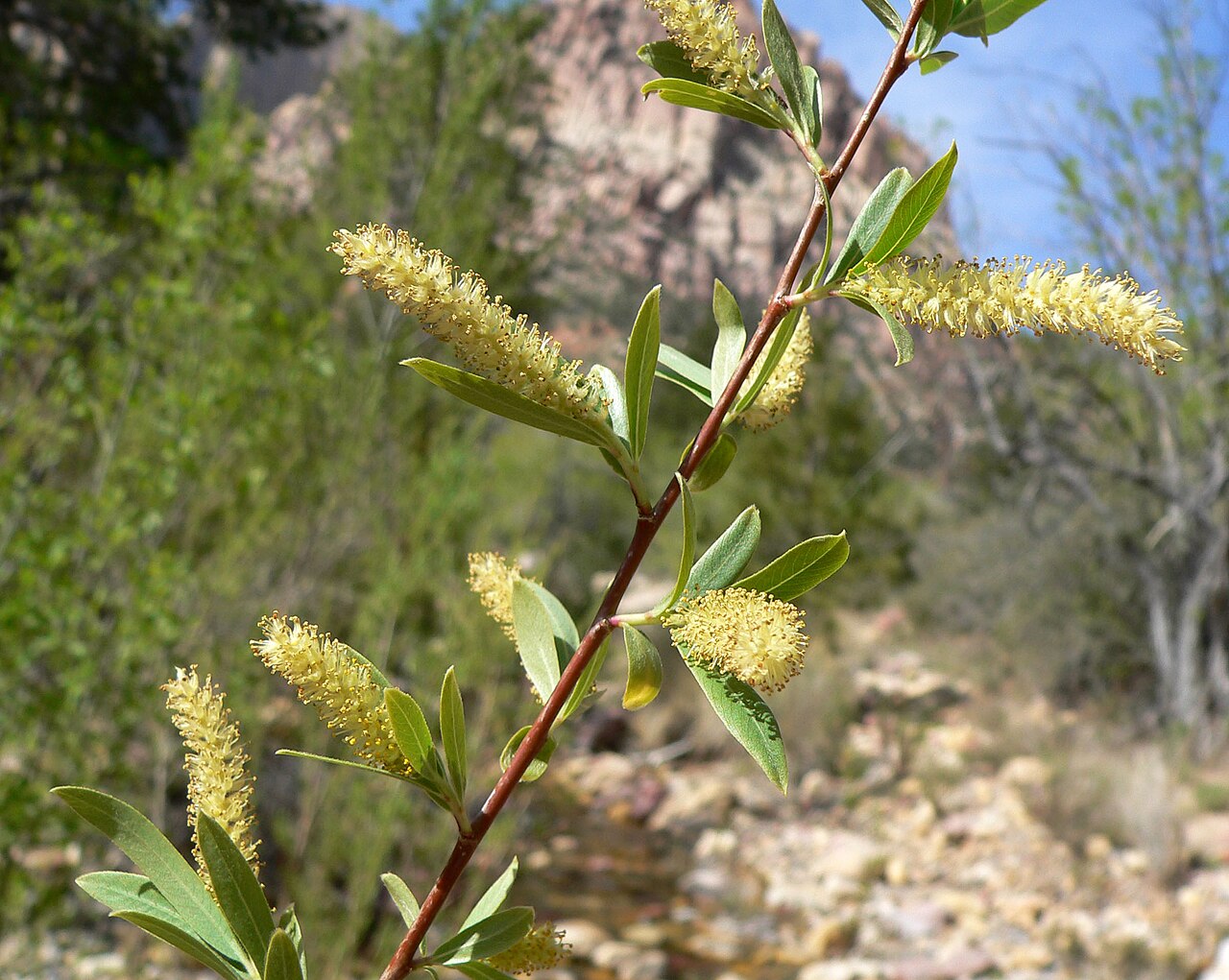 Goodding's Willow (Salix gooddingii) - PlantNative.org Close-up of Goodding's Willow (Salix gooddingii) catkins and narrow green leaves along a canyon stream in Red Rock Canyon, Nevada