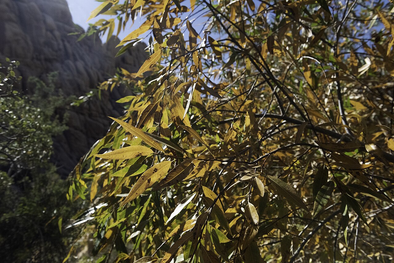 Goodding's Willow (Salix gooddingii) - PlantNative.org Sunlit golden leaves of Goodding's Willow (Salix gooddingii) backlit against a rocky canyon at Willow Hole, Joshua Tree National Park