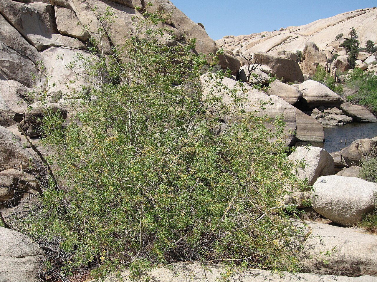 Goodding's Willow (Salix gooddingii) - PlantNative.org Goodding's Willow (Salix gooddingii) multi-stemmed tree growing among boulders along a desert wash at Joshua Tree National Park