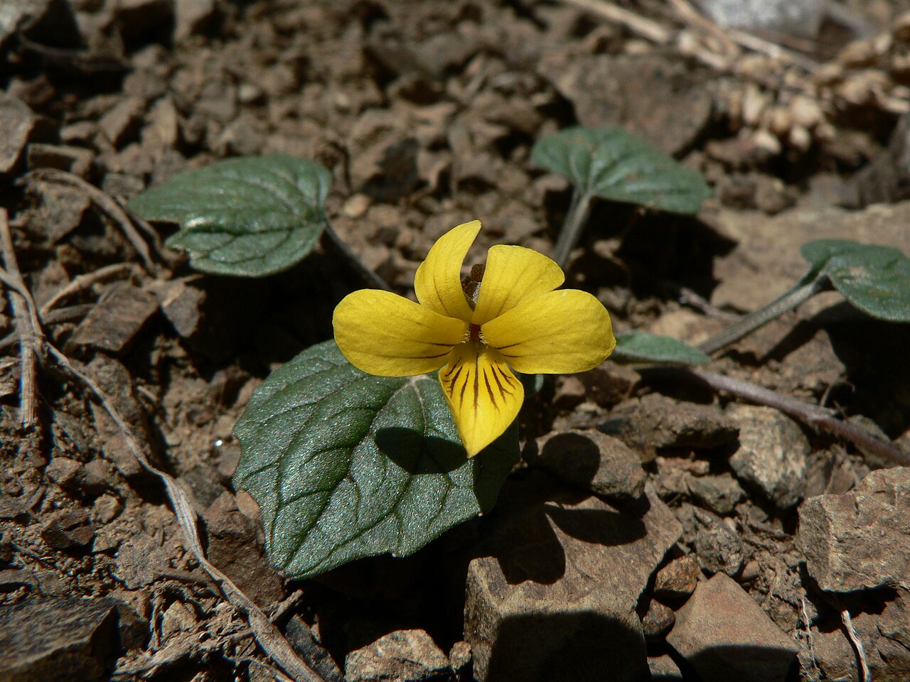 Goosefoot Violet (Viola purpurea) - PlantNative.org Close-up of a single yellow Goosefoot Violet (Viola purpurea) flower showing dark purple nectar-guide veining on the lower petals