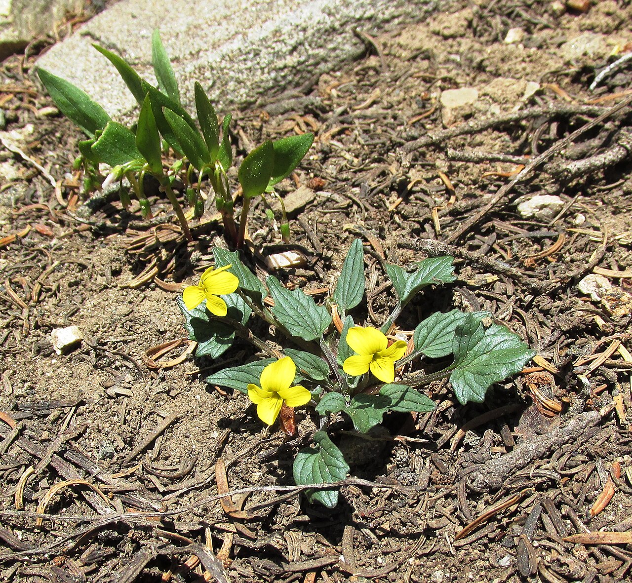 Goosefoot Violet (Viola purpurea) - PlantNative.org Goosefoot Violet (Viola purpurea) low rosette of gray-green leaves with small yellow flowers growing in rocky high-elevation soil