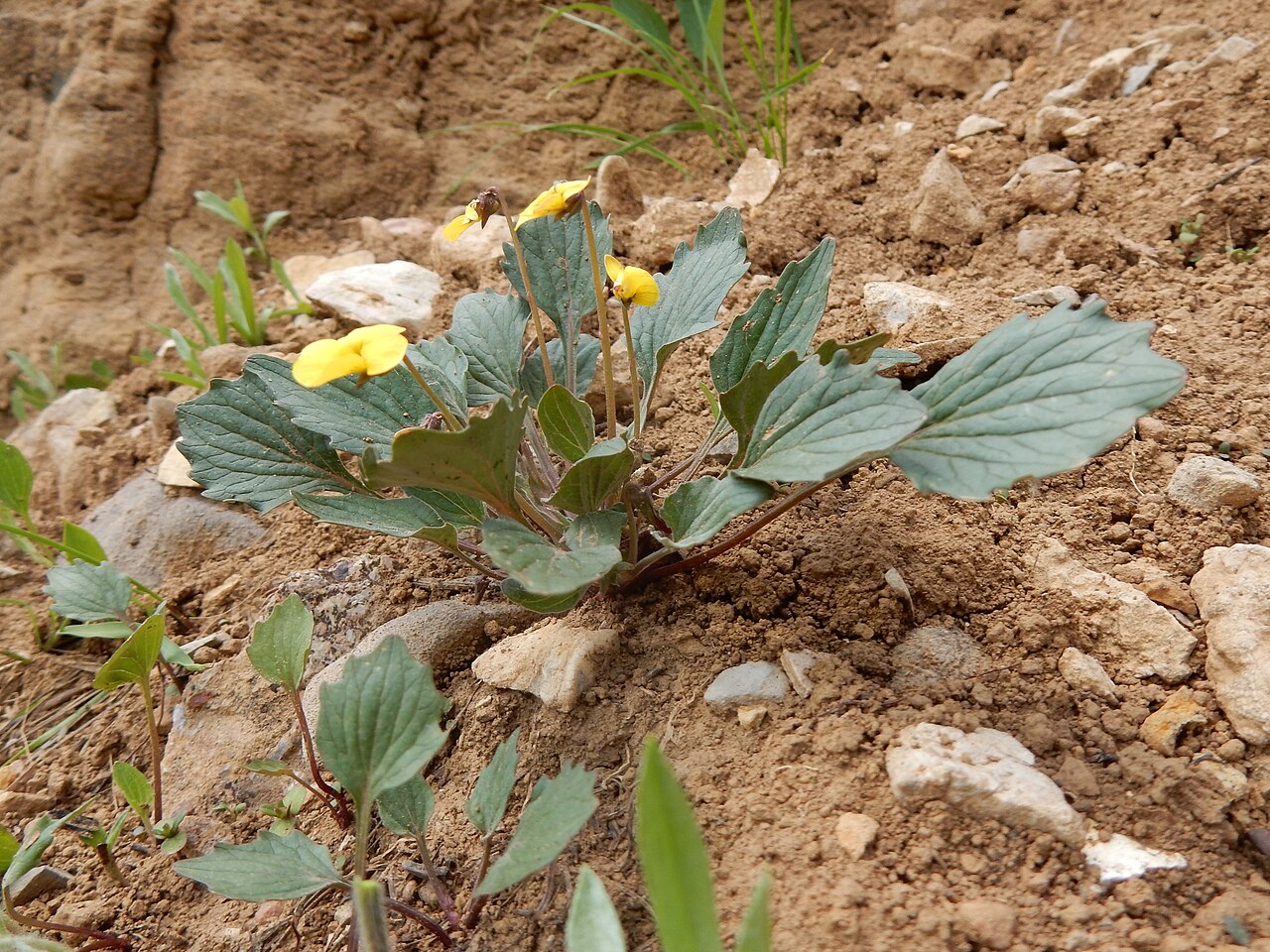 Goosefoot Violet (Viola purpurea) - PlantNative.org Goosefoot Violet (Viola purpurea) plant with angular toothed gray-green leaves growing on a gravelly slope in Montana
