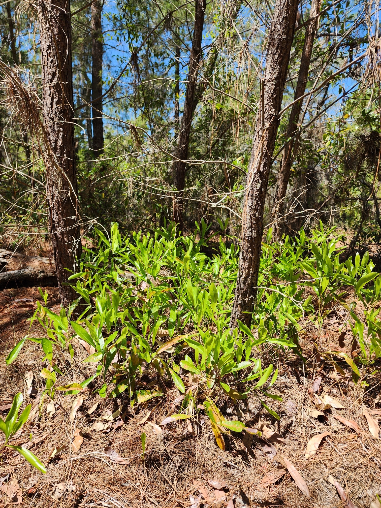 Gopher Apple (Licania michauxii) - PlantNative.org Low spreading colony of gopher apple (Licania michauxii) growing beneath pines in a Florida sandhill