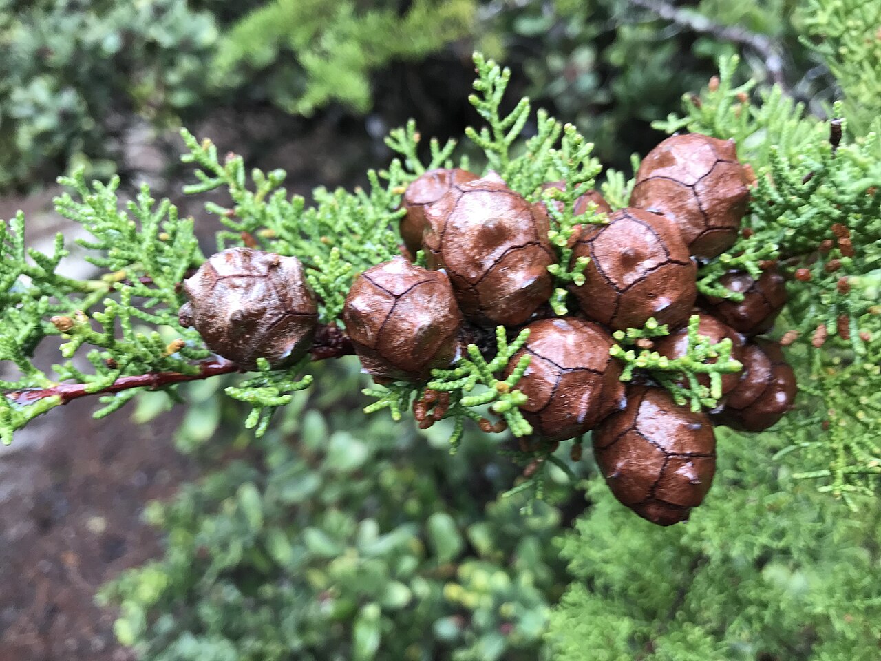 Gowen Cypress (Cupressus goveniana) - PlantNative.org Close-up of Gowen cypress (Cupressus goveniana) scale-like foliage with mature brown, globe-shaped seed cones