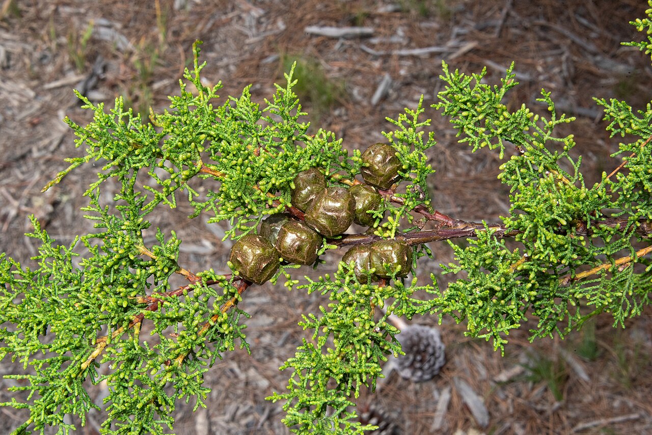 Gowen Cypress (Cupressus goveniana) - PlantNative.org Close branch detail of Gowen cypress (Cupressus goveniana) showing scale-like foliage and clustered globose seed cones