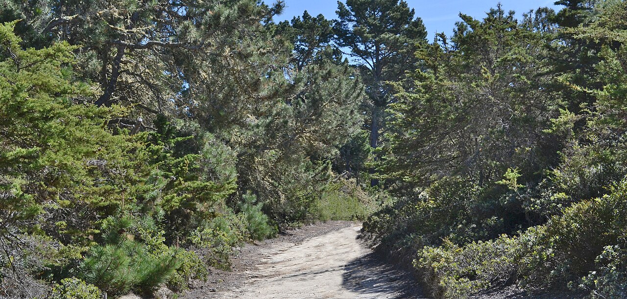 Gowen Cypress (Cupressus goveniana) - PlantNative.org Gowen cypress (Cupressus goveniana) and Monterey pine growing together in the pygmy forest of the SFB Morse Botanical Reserve, Huckleberry Hill, Monterey County, California