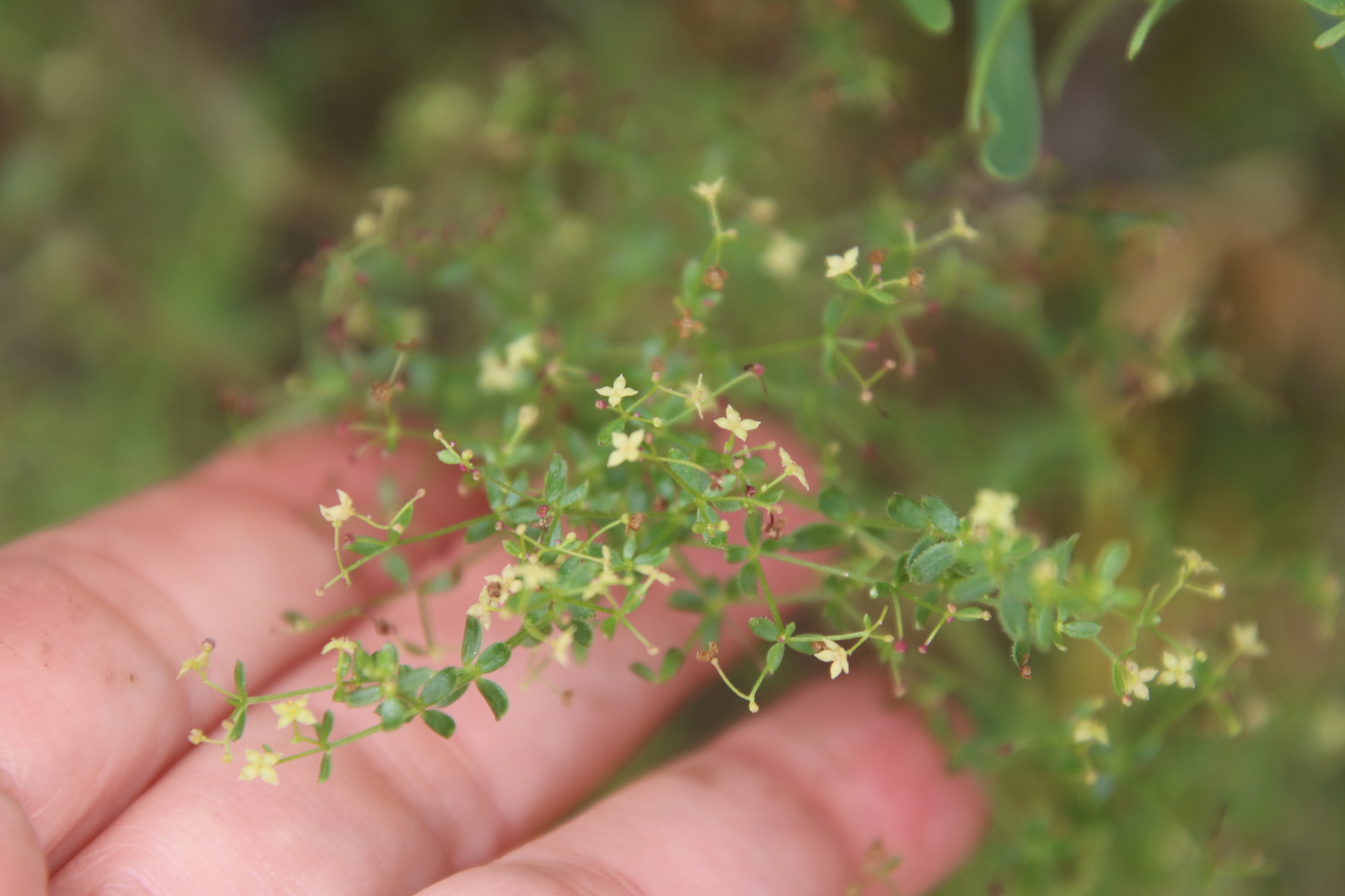 Graceful Bedstraw (Galium porrigens) - PlantNative.org Graceful bedstraw (Galium porrigens) trailing stems with narrow whorled leaves growing over leaf litter in San Diego County, California