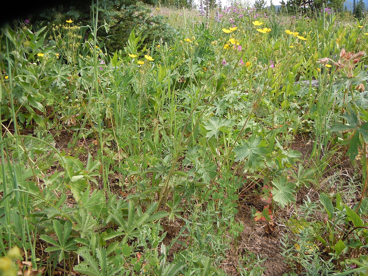 Graceful Cinquefoil (Potentilla gracilis) - PlantNative.org Graceful Cinquefoil (Potentilla gracilis) growing with other wildflowers in a mountain meadow