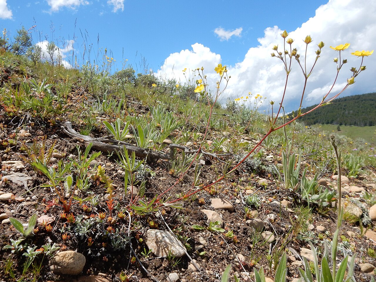 Graceful Cinquefoil (Potentilla gracilis) - PlantNative.org Graceful Cinquefoil (Potentilla gracilis) growing on a rocky mountain hillside with bright yellow flowers