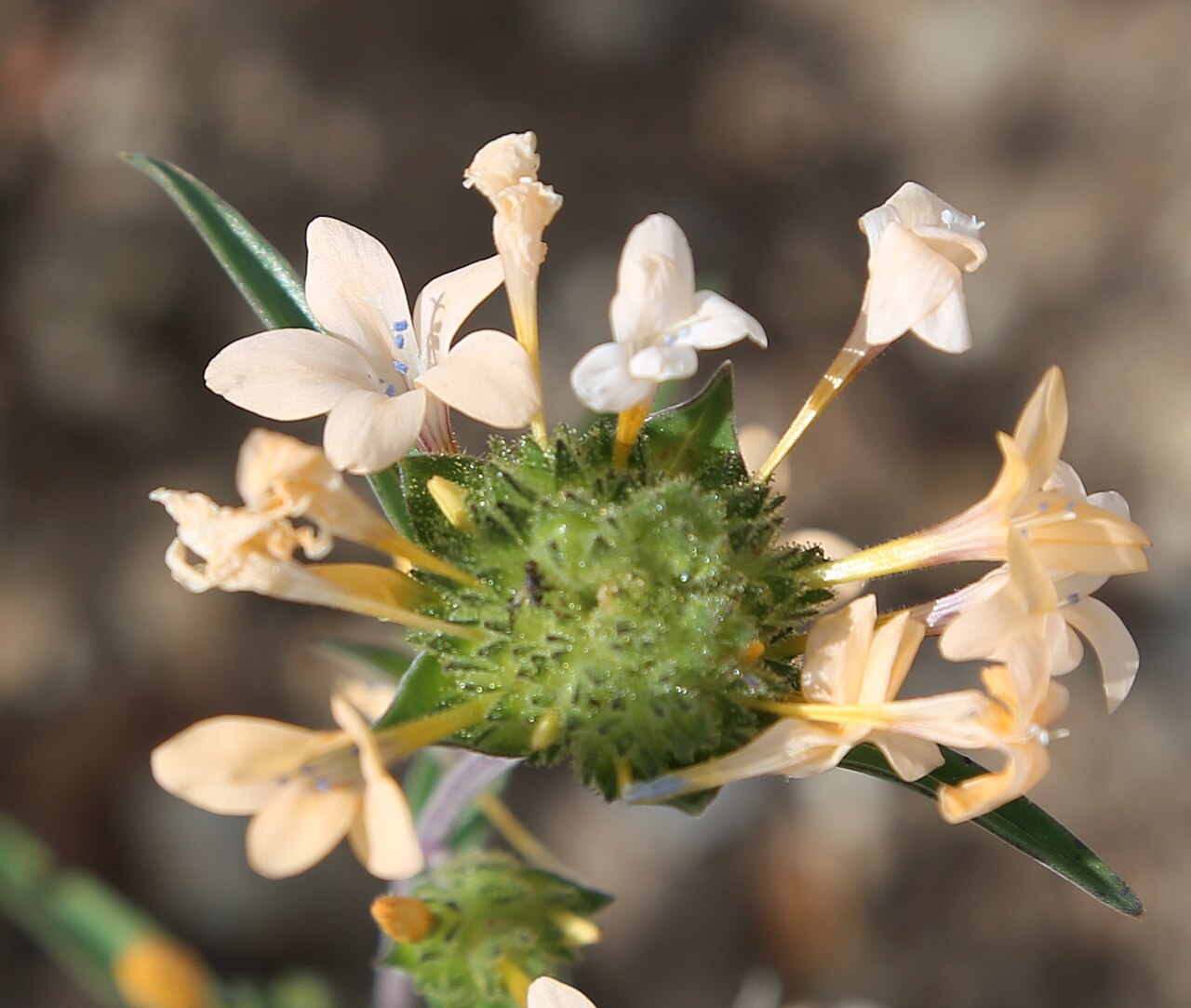 Grand Collomia (Collomia grandiflora) - PlantNative.org Close-up of a grand collomia (Collomia grandiflora) flower cluster showing pale apricot trumpet-shaped flowers with blue anthers