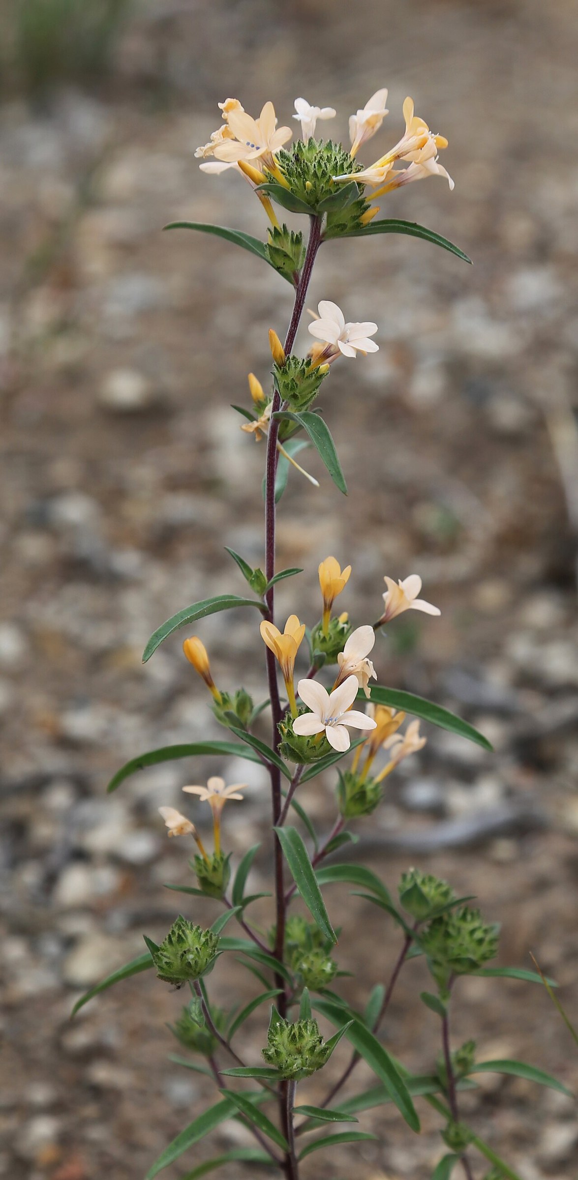 Grand Collomia (Collomia grandiflora) - PlantNative.org Grand collomia (Collomia grandiflora) full flowering stem showing alternate narrow leaves and multiple flower clusters along a purplish stem