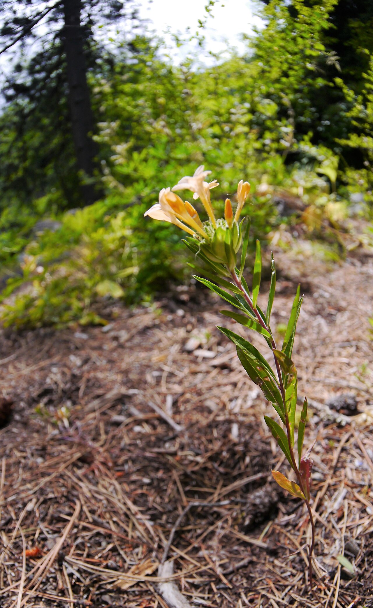 Grand Collomia (Collomia grandiflora) - PlantNative.org Grand collomia (Collomia grandiflora) flowering stem with apricot-colored trumpet flowers growing at a forest trailhead