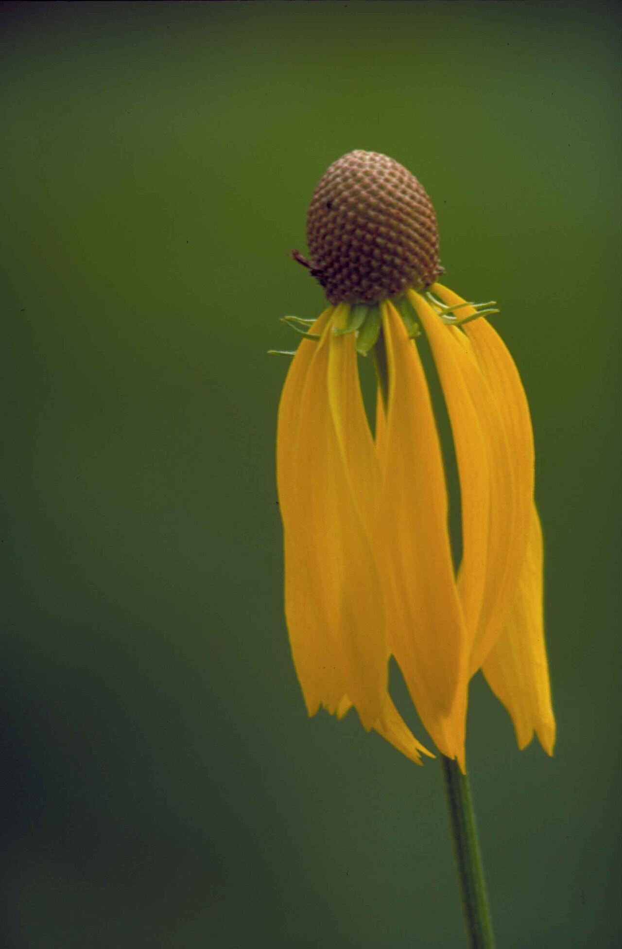 Gray-headed Coneflower (Ratibida pinnata) - PlantNative.org Single gray-headed coneflower (Ratibida pinnata) flower showing reflexed yellow ray petals drooping below the raised cone