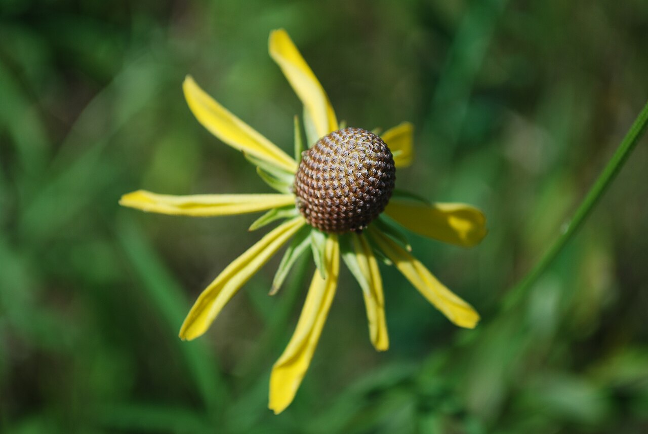 Gray-headed Coneflower (Ratibida pinnata) - PlantNative.org Close-up of gray-headed coneflower (Ratibida pinnata) flowerhead showing the raised gray-brown central cone and yellow rays