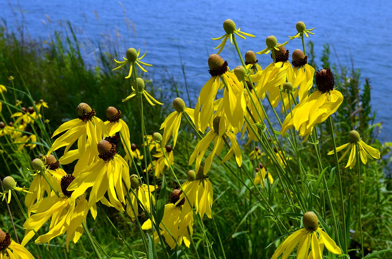 Gray-headed Coneflower (Ratibida pinnata) - PlantNative.org Stand of gray-headed coneflower (Ratibida pinnata) with drooping yellow petals blooming along a prairie shoreline