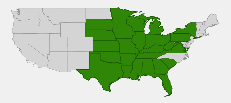 Native range map of gray-headed coneflower (Ratibida pinnata) across the central and eastern United States