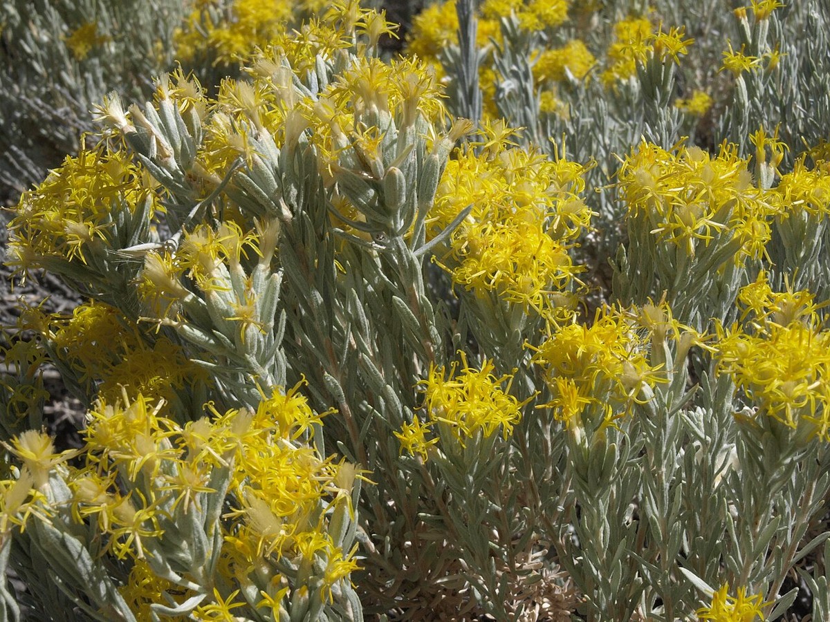 Gray Horsebrush (Tetradymia canescens) - PlantNative.org Close-up of gray horsebrush (Tetradymia canescens) narrow woolly leaves and clusters of bright yellow tubular flowers