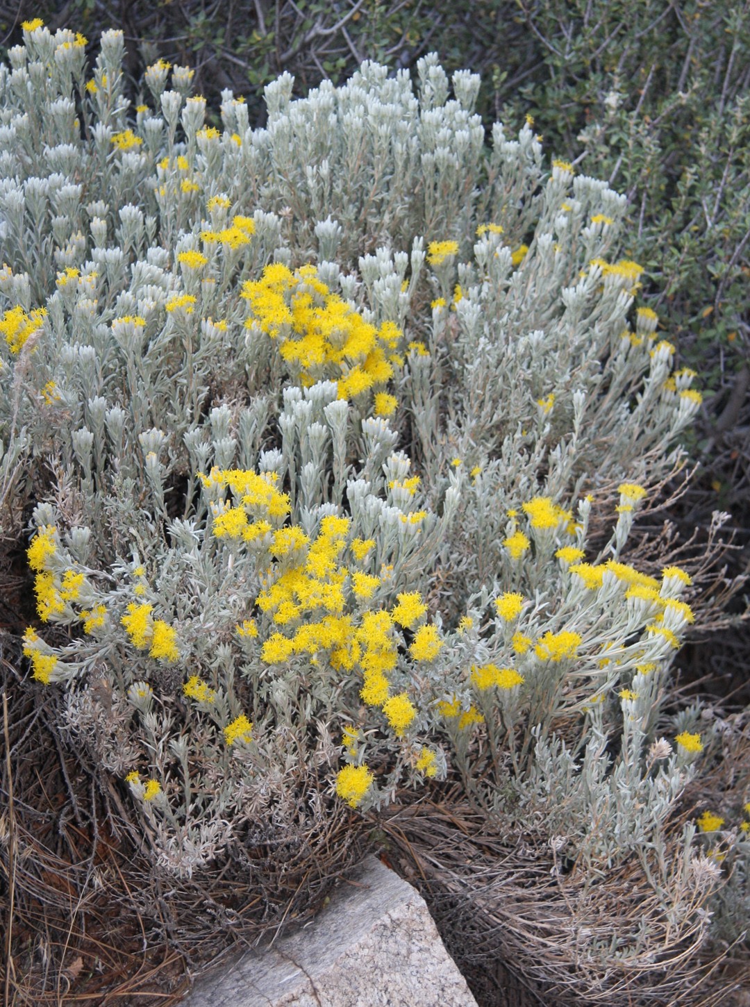 Gray Horsebrush (Tetradymia canescens) - PlantNative.org Gray horsebrush (Tetradymia canescens) shrub covered in woolly silver-gray foliage and clusters of small yellow flower heads