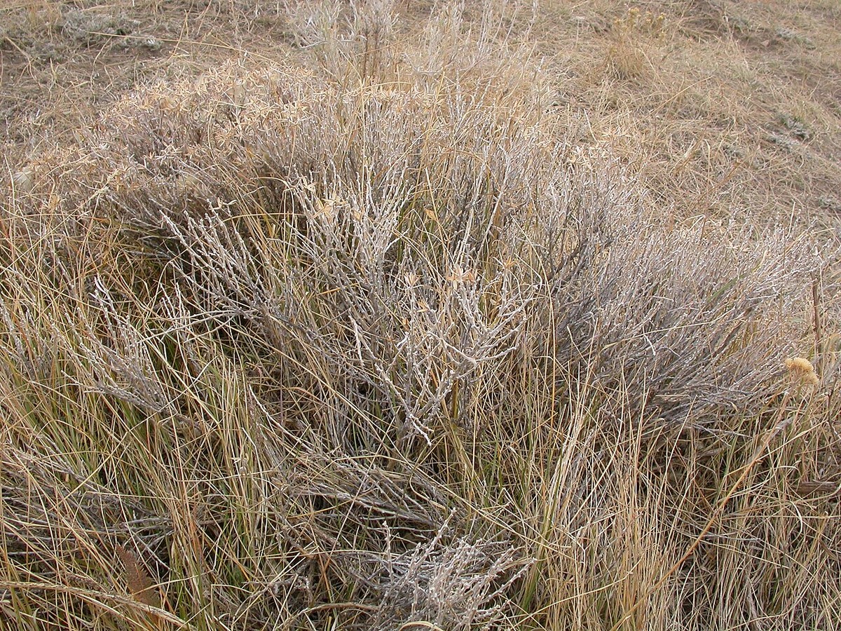 Gray Horsebrush (Tetradymia canescens) - PlantNative.org Dormant winter form of gray horsebrush (Tetradymia canescens) showing its tangled gray branching structure