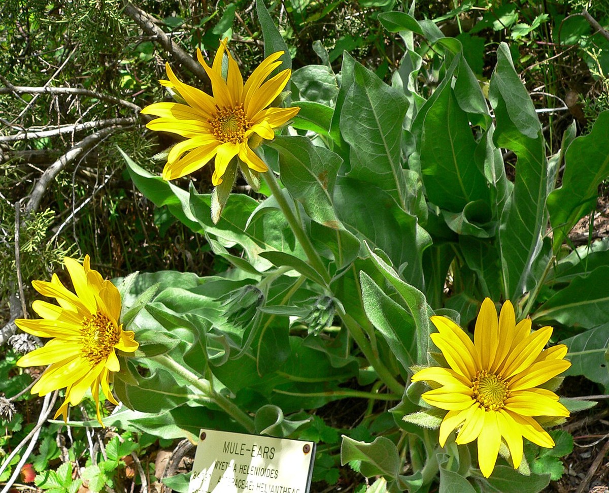 Close-up of yellow flowers and broad gray-green leaves of gray mule's ears (Wyethia helenioides) labeled at a botanic garden