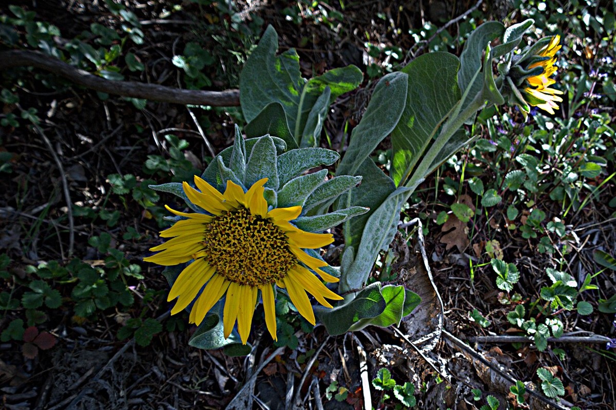 Gray mule's ears (Wyethia helenioides) flower with gray-green hairy leaves growing among wildflowers