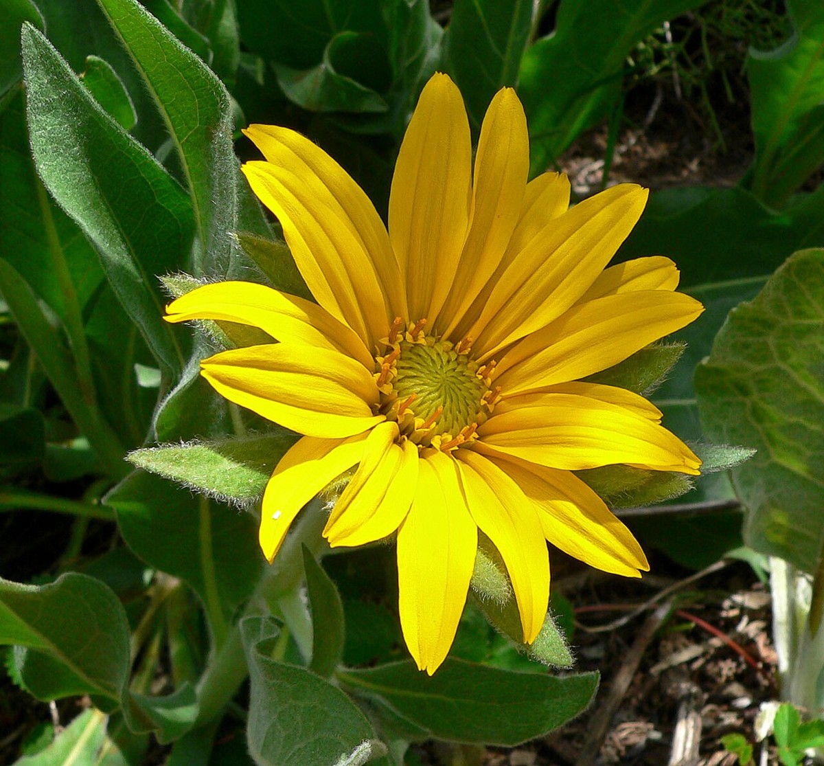 Single bright yellow flower of gray mule's ears (Wyethia helenioides) surrounded by broad, hairy gray-green leaves