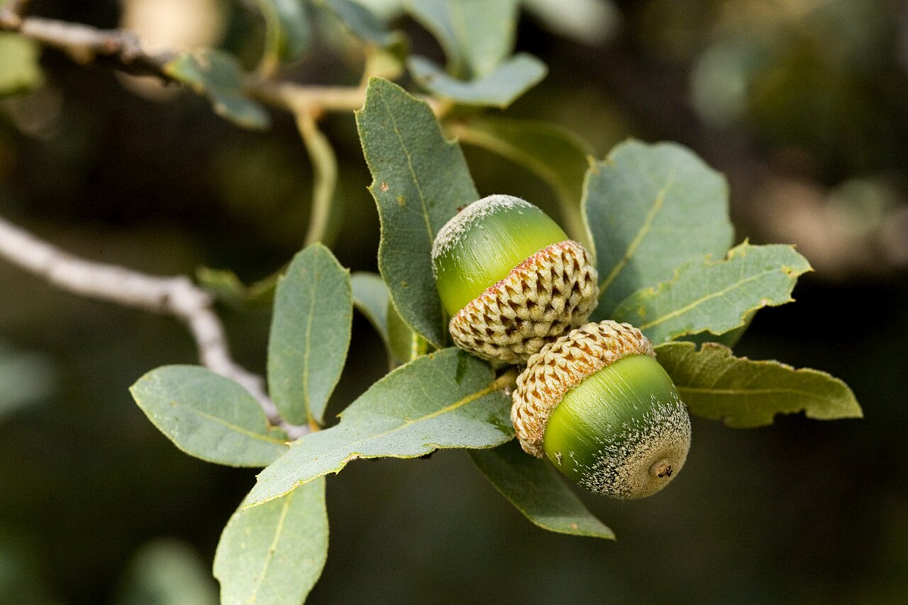 Gray Oak (Quercus grisea) - PlantNative.org Paired acorns with scaly hairy cups and gray-green leaves of Gray Oak (Quercus grisea)
