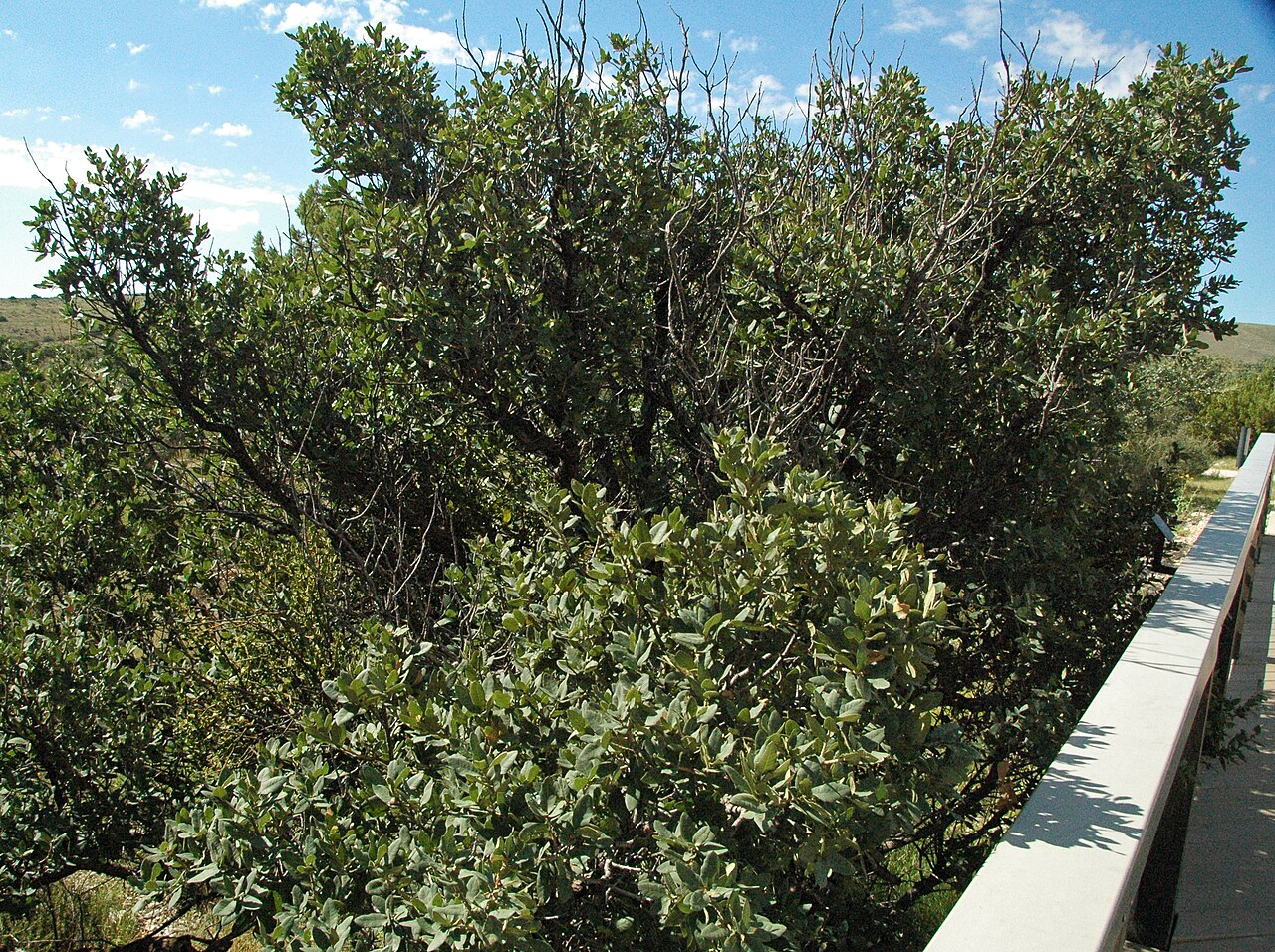 Gray Oak (Quercus grisea) - PlantNative.org Dense, rounded shrub-form Gray Oak (Quercus grisea) growing on a dry mountain slope