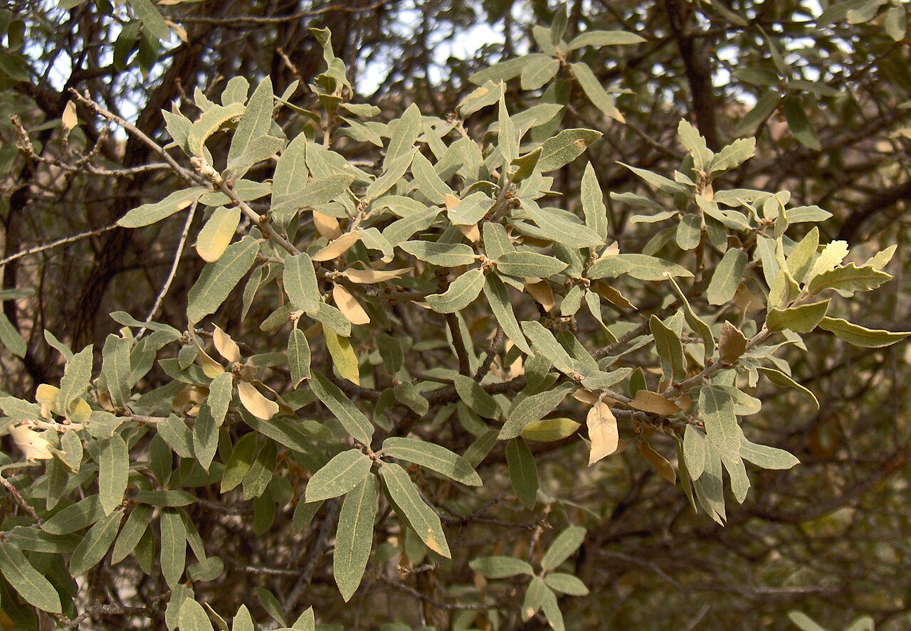 Gray Oak (Quercus grisea) - PlantNative.org Branch of Gray Oak (Quercus grisea) showing dusty gray-green leaves