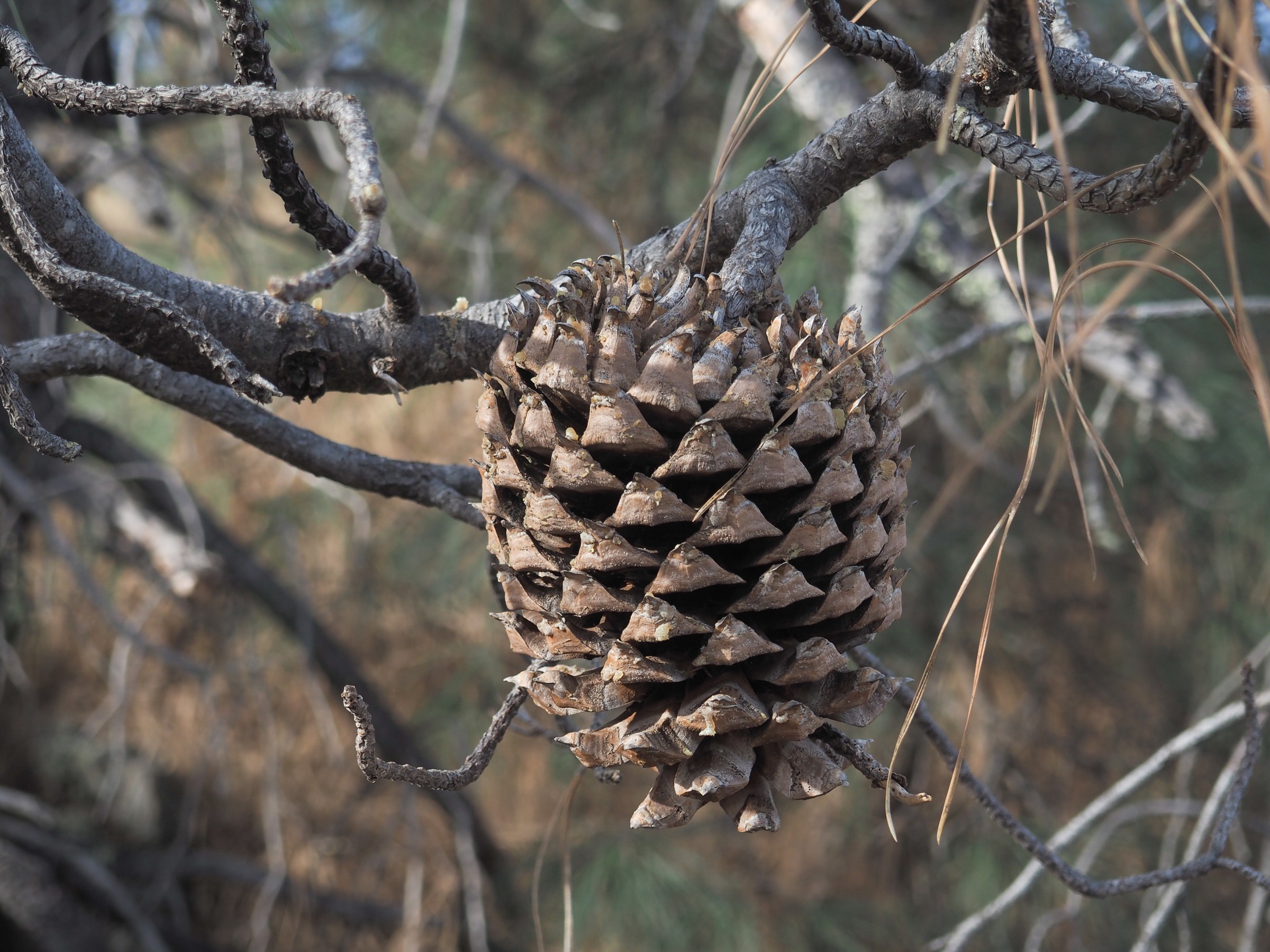 Gray Pine (Pinus sabiniana) - PlantNative.org Large, heavy, spine-tipped seed cone of Gray Pine (Pinus sabiniana) hanging from a branch