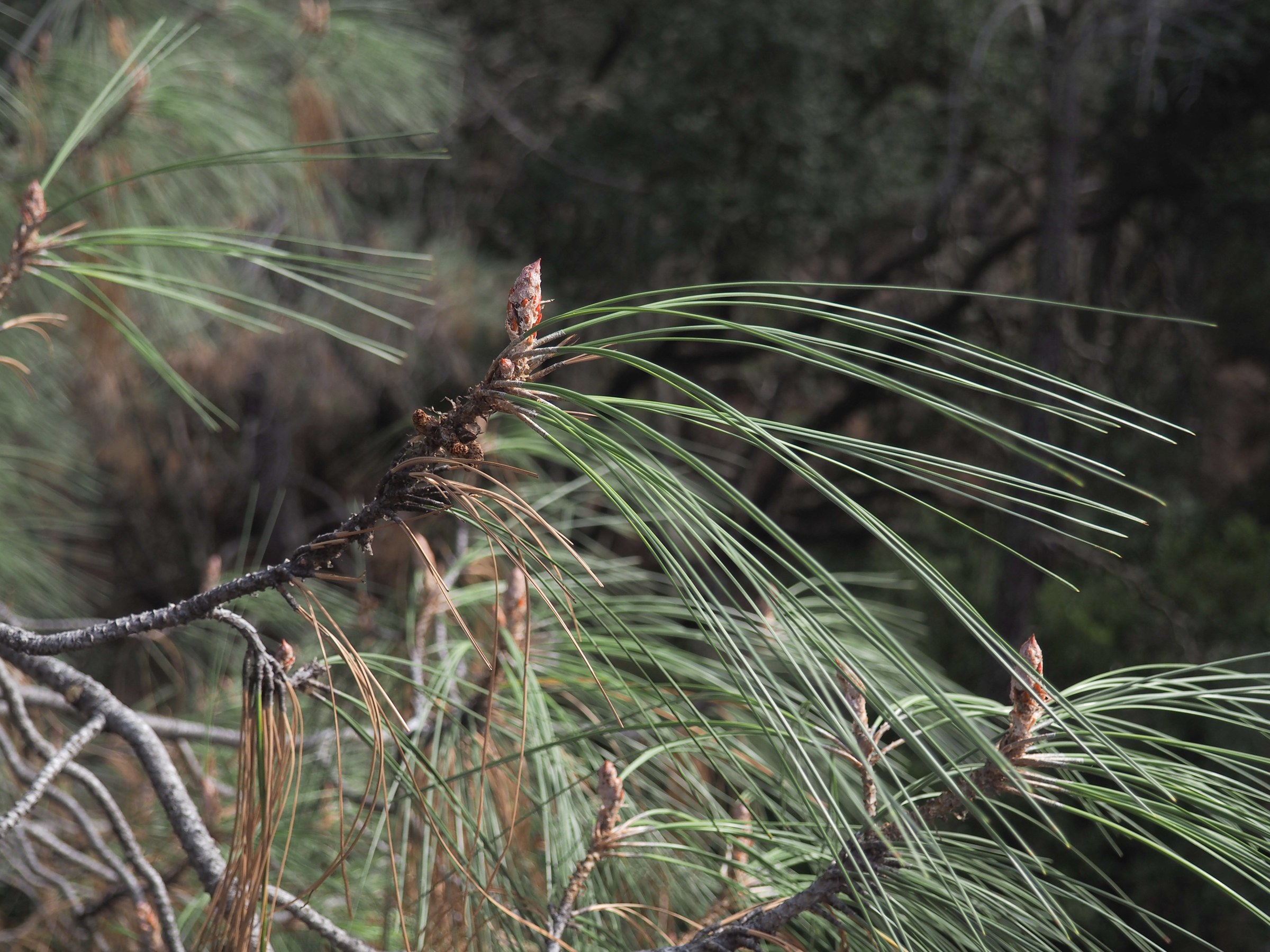 Gray Pine (Pinus sabiniana) - PlantNative.org Close-up of Gray Pine (Pinus sabiniana) branch tip showing long, limp, gray-green needles in bundles of three