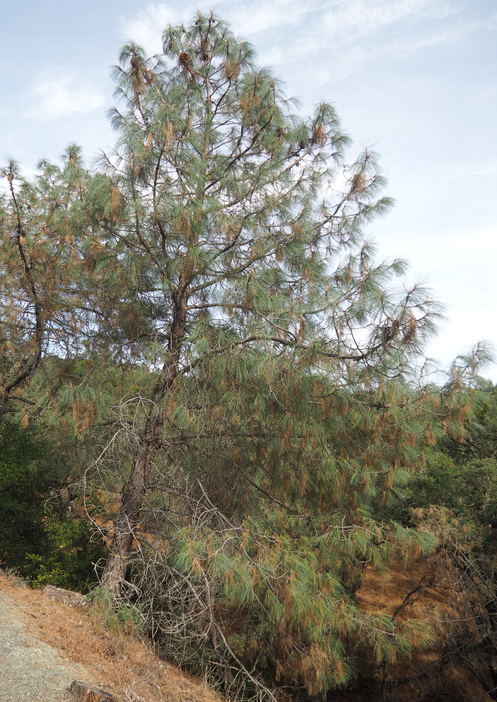 Gray Pine (Pinus sabiniana)