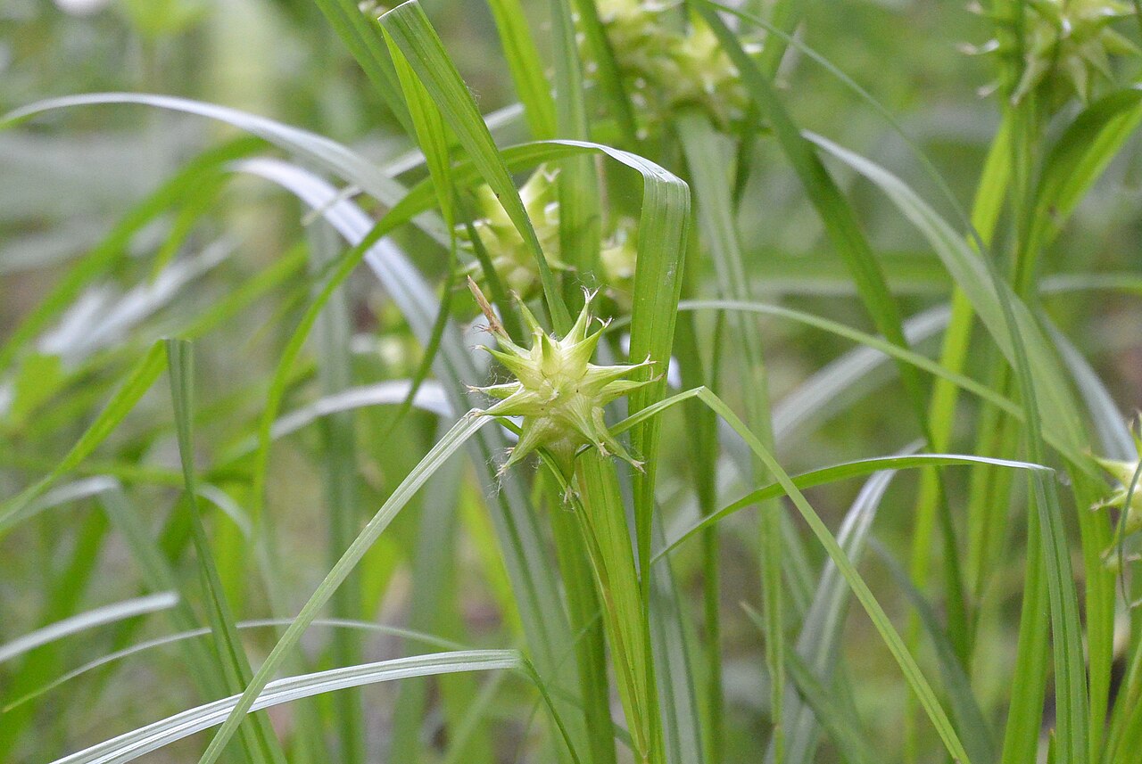 Gray’s Sedge (Carex grayi)