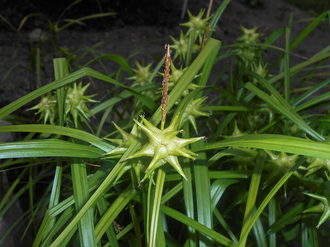 A clump of Gray's sedge (Carex grayi) with multiple spiky seed heads rising above broad arching leaves