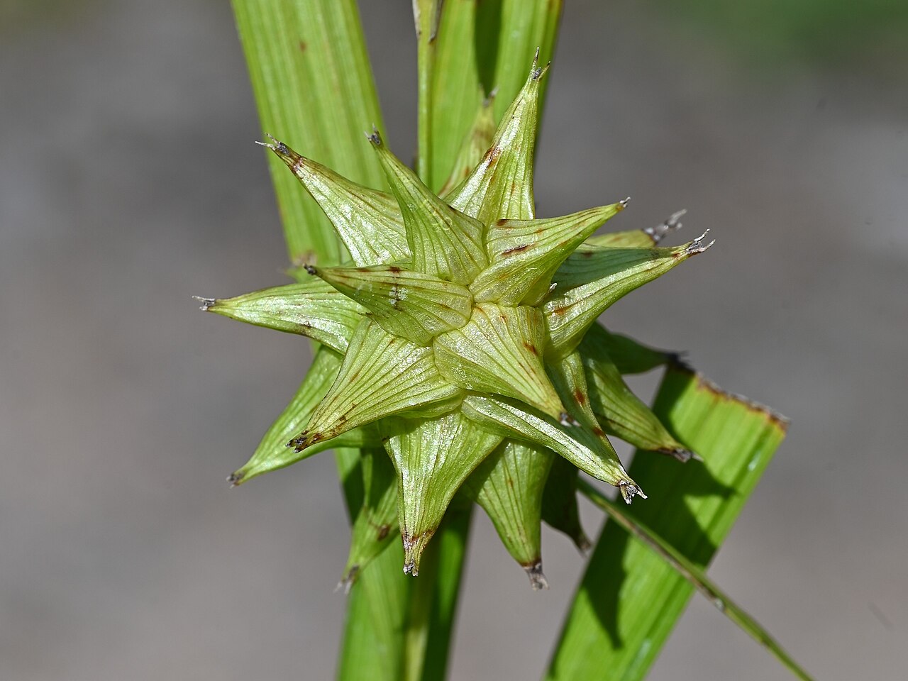 Close-up of the star-shaped spiky seed head of Gray's sedge (Carex grayi), showing the inflated beaked perigynia arranged in a ball